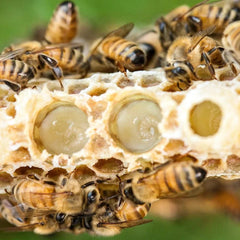 Royal Jelly Honey (100g)